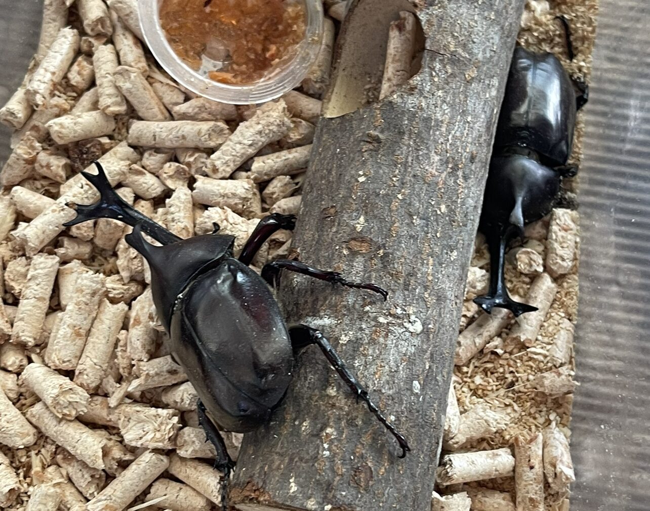 毎夏恒例のカブトムシの無料プレゼントを実施しました。 | ブログ
